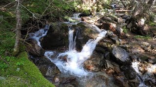 Un torrent dans la jungle avec de superbes truites aout 2019