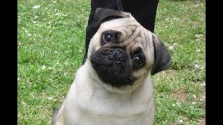 Daily Rabbit hole #124 | Count Dankula faces jail for satire video