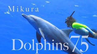 御蔵島ドルフィンスイム  黒潮の海でイルカと遊ぶ