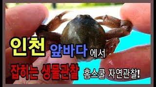 인천 앞바다에 물때 맞춰 나갈때 볼수있는 소라게, 밤게, 망둥어 관찰, 홈스쿨 자연 관찰 수업 갯벌 관찰