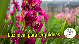 Luz ideal para Orquídeas florescer em casa Plantar em Casa