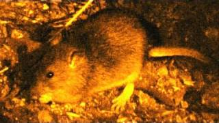 Ratting with smoke, shotguns, airguns and terriers