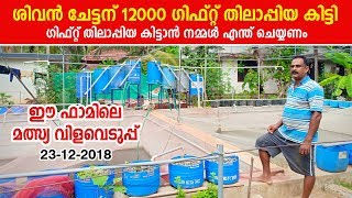 ശിവേട്ടൻ 12000 ഗിഫ്റ് തിലോപ്പിയകിട്ടി. ഈ കാര്യങ്ങൾ ശ്രദ്ധിച്ചാൽ നമുക്കും കിട്ടും  pullur fish farm