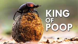 Why Do Some Animals Eat Poop?