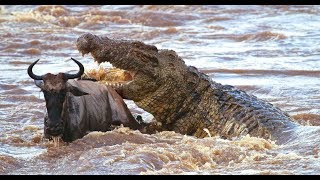 КРОКОДИЛ СОЖРАЛ БЕГЕМОТА И ЗЕБРУ!!! ШОК ВИДЕО. КРОКОДИЛ УБИЙЦА.