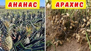 10 ПРОДУКТОВ, которые РАСТУТ НЕ ТАК как вы представляли