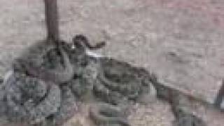 Claxton Rattlesnake Roundup