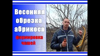 Весенняя обрезка абрикоса / Как обрезать абрикос весной