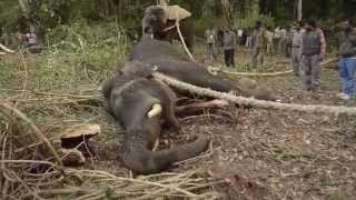 Wild Elephant capture