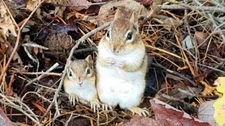 더 추워지기 전에 아기들을 독립시켜야 하는 엄마 다람쥐 월리 Before Winter Comes, Chipmunk Wally Rushes Her Babies Independence