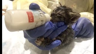 LIVE: Kitten Bottle Feeding | The Dodo LIVE + Meow For Now