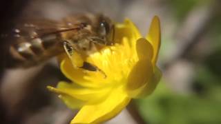 ПЧЕЛА и Желтый цветок (чистяк весенний) flower and bee zoom 10x, macro