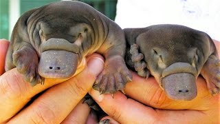 9 Cryptids that Turned Out to be Real