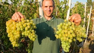 Виноград Италия (Grapes Italiya) 2015