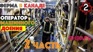 Доение коров.Оператор машинного доения.Молочная ферма