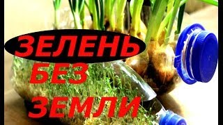 ВЫРАЩИВАНИЕ РАССАДЫ САЛАТА В ПЛАСТИКОВЫХ БУТЫЛКАХ СУПЕР СПОСОБ БЕЗ ЗЕМЛИ !