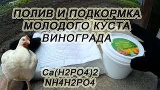 ? Полив и первая подкормка  молодого куста винограда весной.