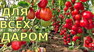 СЕМЕНА томатов БЕСПЛАТНО для подписчиков.