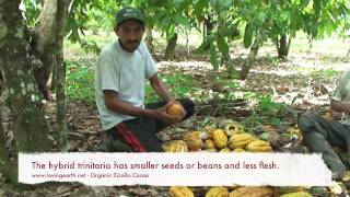 Cacao Criollo Amazonico Loving Earth