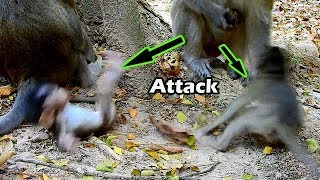 Help...Alba And Tobias From Big Monkey Try To Attack | Alba Afraid Till Collapse Back
