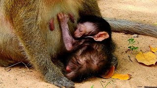 Welcome newborn baby Dax get milk full&sleep | Daisy no problem for healthy.