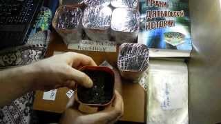 Выращивание роз из семечек семян часть 5 2 месяца