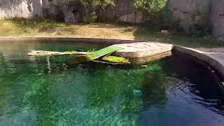 Вроцлав, зоопарк: экскурсия/Wrocław, Zoo: wycieczka