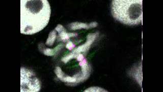 ムービー 1.7 タマネギ中期細胞を含むスライス動画