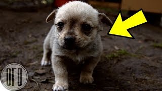 Дальнобойщик Подобрал Щенка...СПУСТЯ 2 ГОДА тот Спас Ему Жизнь…