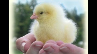 Изготовление инкубатора: Камера подогрева воздуха