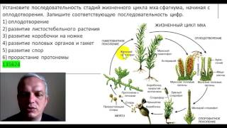 Установите последовательность стадий жизненного цикла мха сфагнума