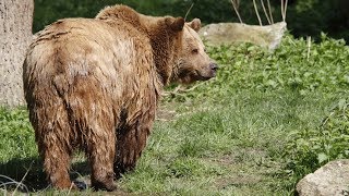 Медведь вышел на дорогу в Архангельской области