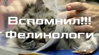 Колтуны у кошек. Как вычесать кошку во время линьки.