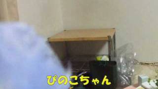 おしゃべりインコ　ぴのこワールド炸裂