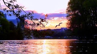 Птицы Летают над Водой. Красивый Вечер, Река, Закат Солнца и Летающие Птицы. Футажи для видеомонтажа