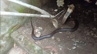 Rắn hổ mang bành - Thu hoạch trứng rắn tơ - Cách chuyển rắn sang chuồn khác.