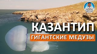Казантип. ЧТО ПРОИХОДИТ? Гигантские медузы НА ОХОТЕ!