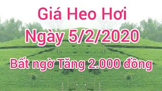 giá heo hơi ngày 5 tháng 2 năm 2020 và bảng giá heo hơi ngày mai giá heo bật tăng 2000 đồng/kg