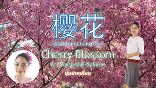 Cherry Blossom in Chiang Mai (Sakura) 樱花清迈 Khun Chang Kian |泰国清迈旅游攻略 美食 风景 生活 别墅 租房