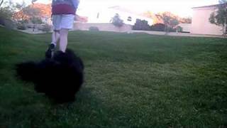Pet Pounds "Princess Pounds" Episode 1- (Plus Pounds)