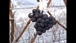 БЕНИИДЗУ хочет жить.  Виноград в декабре. Виноград центр / the grapes center