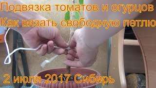 Подвязка томатов, помидор, огурцов Свободная петля 2 июля 2017 Сибирь дача огород сад
