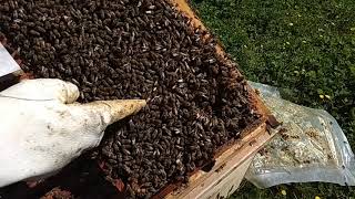 Arıcılık 25/03/2019 arı ya kat atma oğul engelleme bakımı Beekeping  arıçılıq apiculture beehive