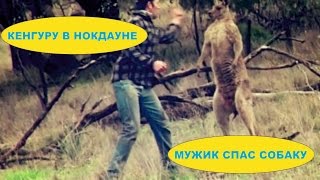 МУЖИК ПРОТИВ КЕНГУРУ/СПАСЕНИЕ СОБАКИ/А ТЫ СИЛЬНЕЕ КЕНГУРУ? 8)