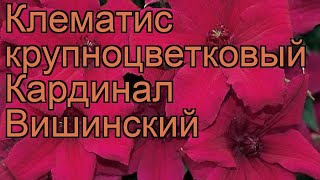 Клематис крупноцветковый Кардинал Вишинский ? обзор: как сажать, саженцы клематиса