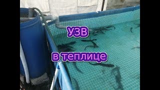 УЗВ для клариевого сома в теплице без барабанника