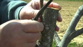 Pecan Inlay Grafting Technique