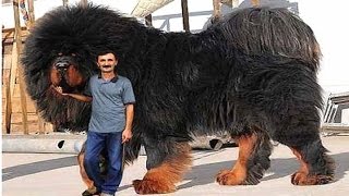 Самая БОЛЬШАЯ и самая ТЯЖЕЛАЯ СОБАКА в мире!