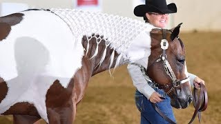 People Are Calling This Rare Creature ‘The Most Beautiful Horse In The World’