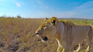 Would the lions ATTACK anyone? #AskMeg | The Lion Whisperer